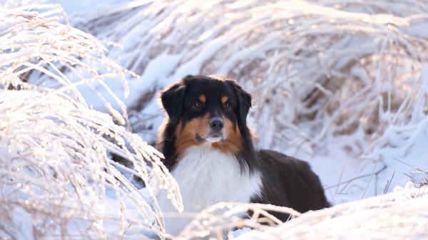 Free black brown white dog is sitting on snow in snow covered dry grass background hd dog wallpaper download