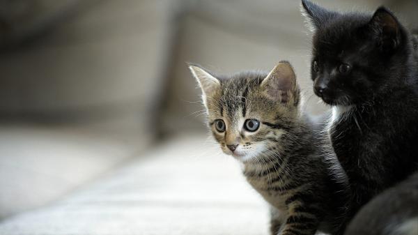 Free black cat and black and gray kitten hd kitten wallpaper download