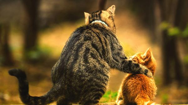 Free black cat and brown kitten hd cat wallpaper download