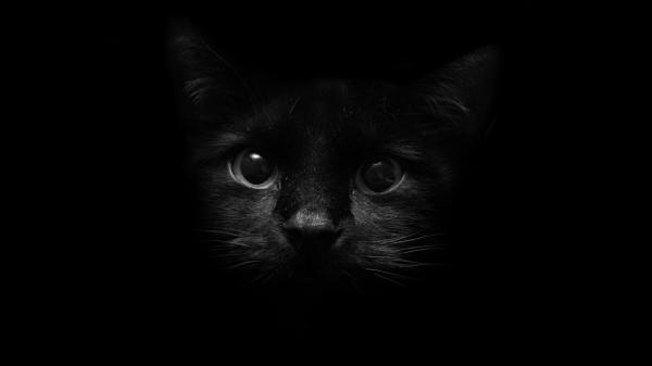 Free black cat with black background hd cat wallpaper download