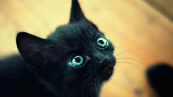 Free black cat with blue eyes hd cat wallpaper download