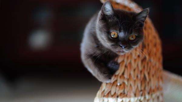 Free black cat with brown eyes 4k hd cat wallpaper download