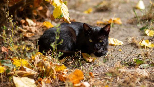 Free black cat with green eyes 4k hd animals wallpaper download