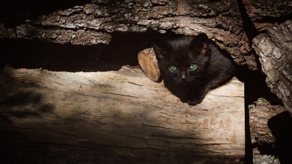 Free black cat with green eyes 4k hd cat wallpaper download