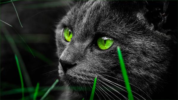 Free black cat with green eyes hd cat wallpaper download