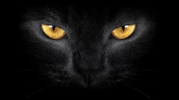 Free black cat with yellow eyes hd cat wallpaper download