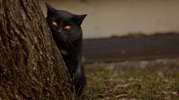 Free black cat with yellow eyes is standing near tree hd cat wallpaper download