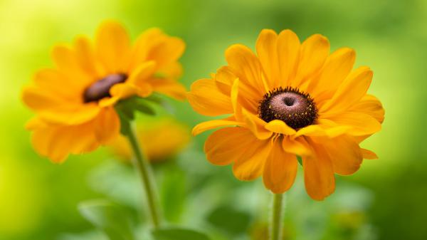 Free black eyed susan rudbeckia hd flowers wallpaper download