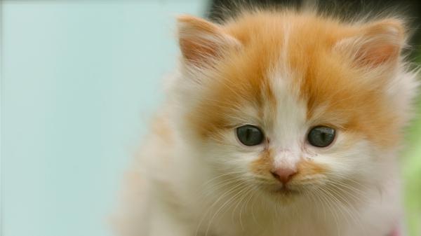 Free black eyes brown white cat hd kitten wallpaper download