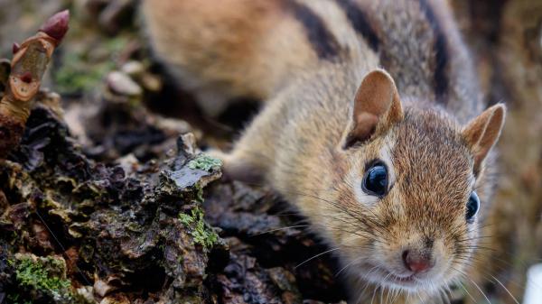 Free black eyes eastern chipmunk squirrel hd squirrel wallpaper download