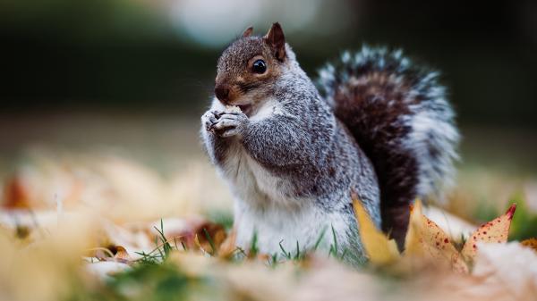 Free black eyes fox squirrel 4k hd squirrel wallpaper download