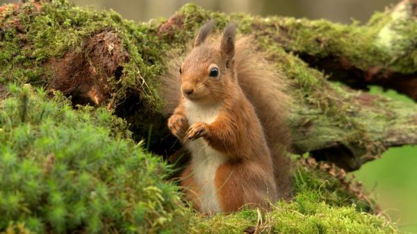 Free black eyes squirrel hd squirrel wallpaper download