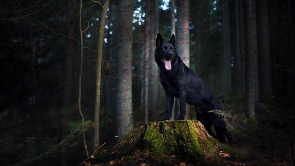 Free black german shepherd hd animals wallpaper download