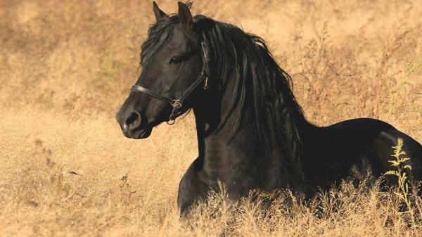 Free black horse around dry brown plants hd horse wallpaper download