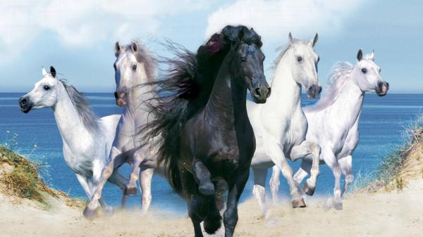 Free black horse between white horses with sea and cloudy sky background hd horse wallpaper download