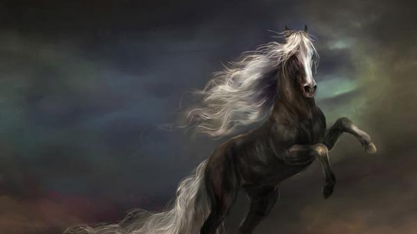 Free black horse hd horse wallpaper download