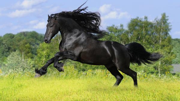 Free black horse is jumping on green grass field 4k hd horse wallpaper download