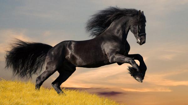 Free black horse is jumping on green grass hd horse wallpaper download