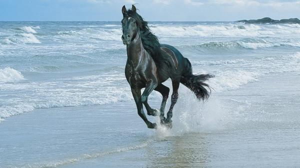 Free black horse is running on seashore hd horse wallpaper download