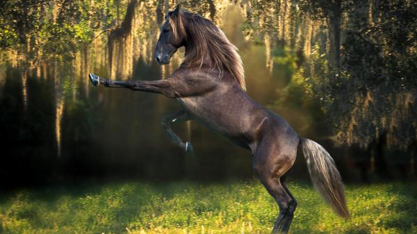 Free black horse is standing on hind legs hd horse wallpaper download