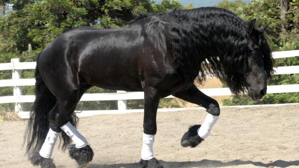 Free black horse is walking on sand hd horse wallpaper download