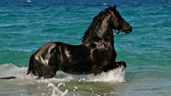 Free black horse on sea water hd horse wallpaper download