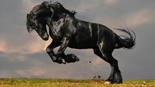 Free black horse with background of cloudy sky hd horse wallpaper download