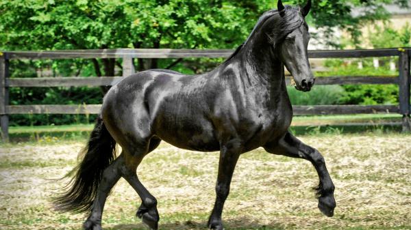 Free black horse with background of fence and trees hd horse wallpaper download