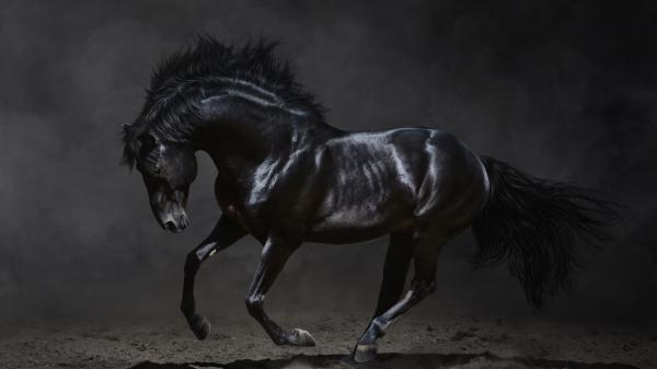 Free black horse with background of gray and black 4k 5k hd horse wallpaper download