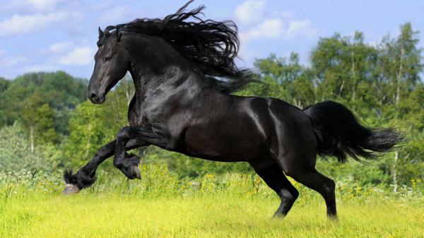 Free black horse with background of trees and sky with clouds hd horse wallpaper download