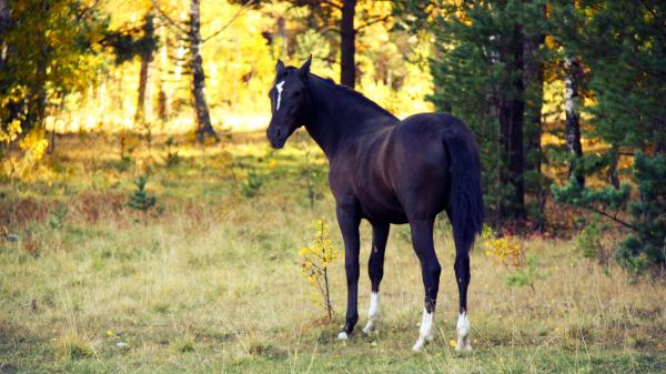 Free black horse with background of trees hd horse wallpaper download