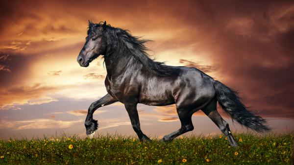 Free black horse with cloudy brown sky background 4k hd horse wallpaper download