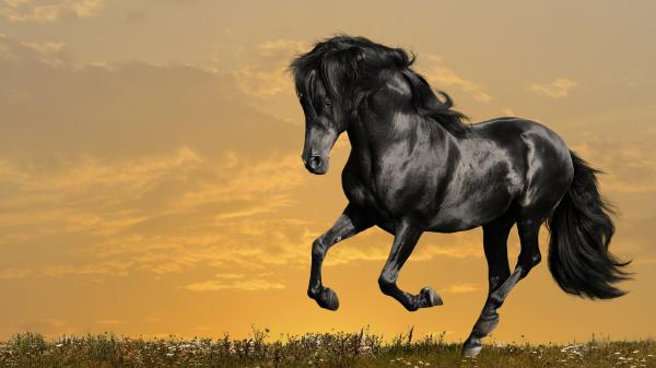 Free black horse with cloudy sky background hd horse wallpaper download