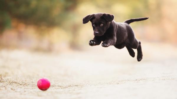 Free black puppy is jumping and playing with a pink ball hd animals wallpaper download