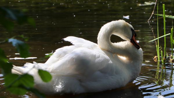 Free black red mouth white swan on water 4k hd birds wallpaper download