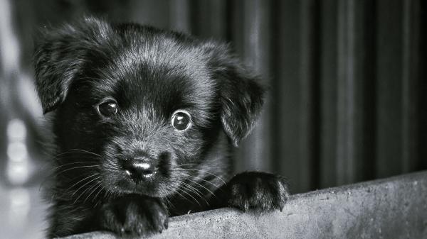 Free black retriever puppy on top of chair in black background hd animals wallpaper download