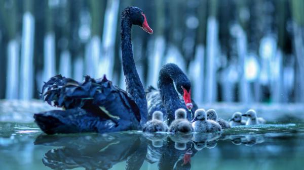 Free black swan with baby swan on water with reflection hd animals wallpaper download