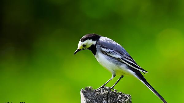 Free black white bird is standing on tree trunk in blur green background hd birds wallpaper download