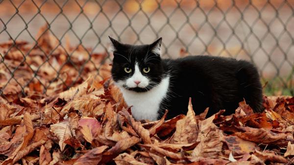 Free black white cat is standing on dry leaves hd cat wallpaper download