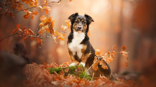 Free black white dog is sitting on dry leaves in blur background hd dog wallpaper download