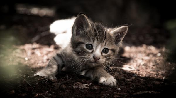 Free black white kitten is lying down on sand hd kitten wallpaper download