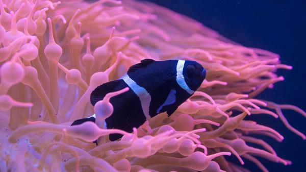 Free black white ocellaris clownfish under sea hd animals wallpaper download