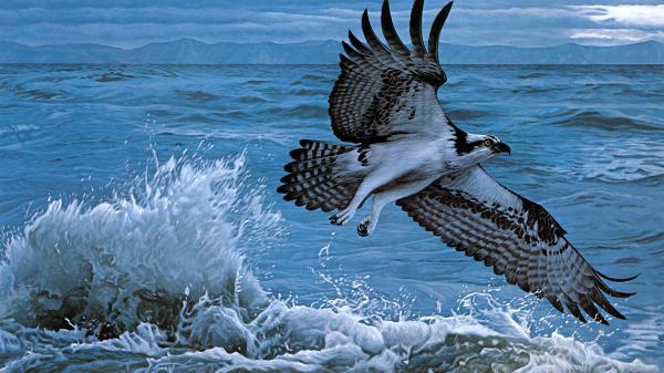 Free black white osprey is flying up from sea hd animals wallpaper download