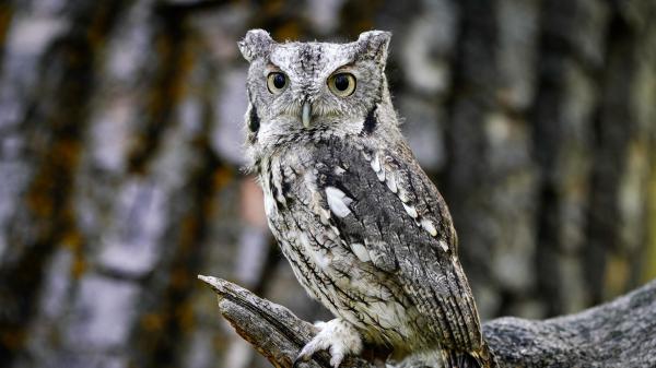 Free black white owl on tree branch in blur background hd owl wallpaper download