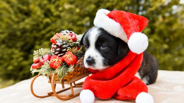 Free black white puppy is lying down on floor near christmas ornaments sled wearing santa hat hd puppy wallpaper download