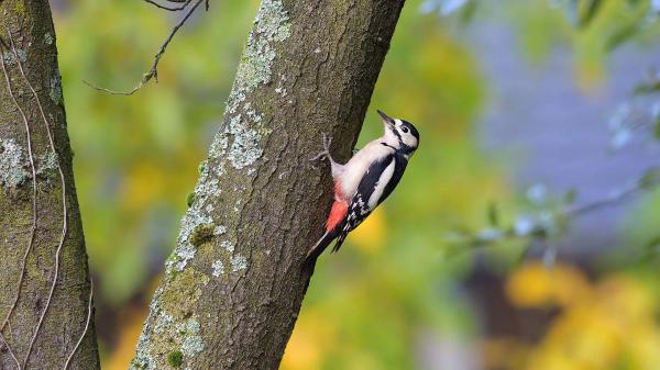 Free black white red woodpecker is perching on tree trunk in green blur background wallpaper download