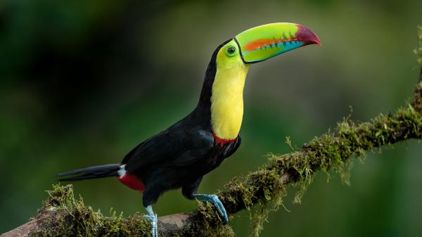 Free black yellow colorful sharp nose toucan is standing on green algae covered tree branch in green blur background hd animals wallpaper download