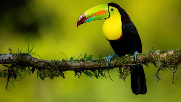 Free black yellow colorful sharp nose toucan is standing on tree branch in green blur background 4k 5k hd animals wallpaper download