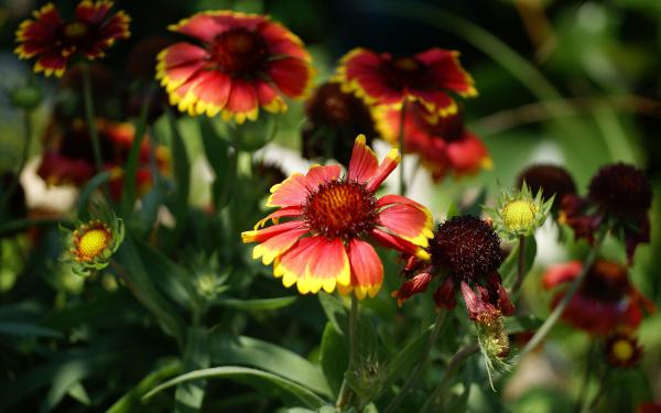 Free blanket flower 2 wallpaper download