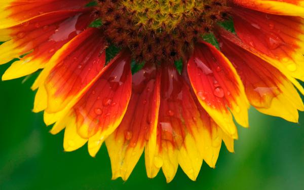 Free blanket flower wallpaper download